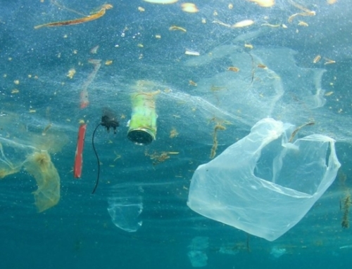 Marine Rubbish – una sfida da condividere